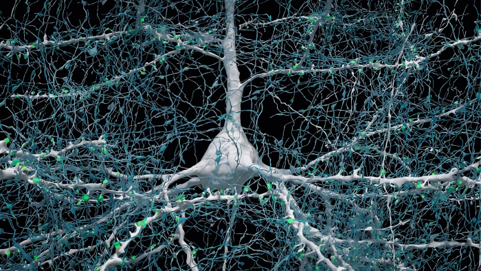 Ученые из Google построили фантастически детальную 3D-карту человеческого мозга